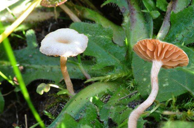 Слика од Tubariaceae