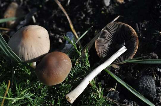 Image of Psathyrella panaeoloides (Maire) Arnolds 1982