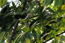 Image of Annona