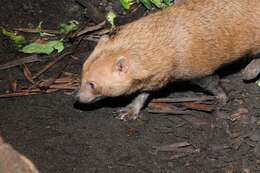 Image of bush dog