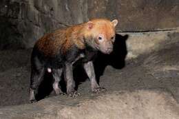 Image of bush dog