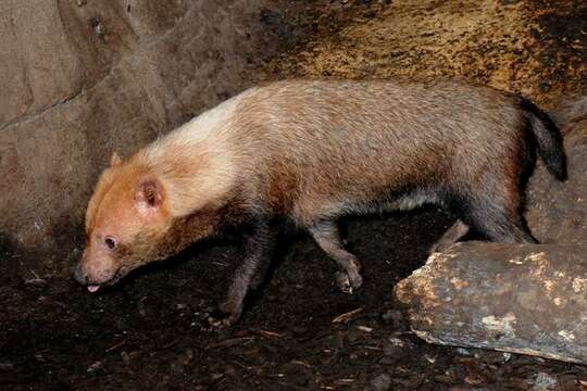 Image of bush dog