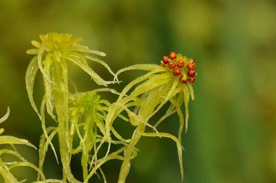 Image of flat-topped bog-moss