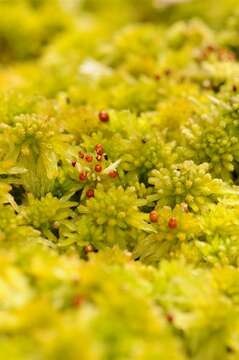 Image of flat-topped bog-moss