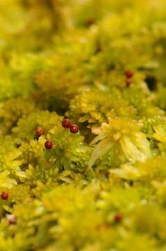 Image of flat-topped bog-moss