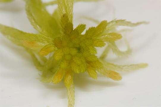 Image of flat-topped bog-moss