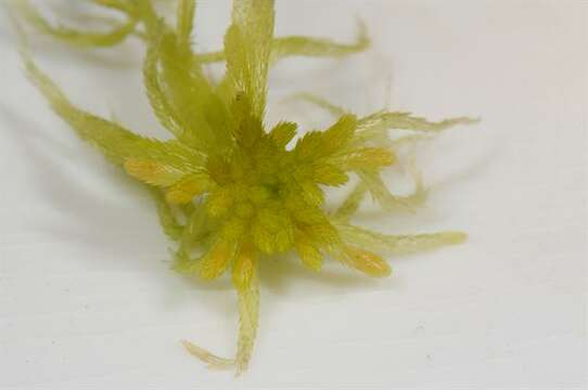 Image of flat-topped bog-moss