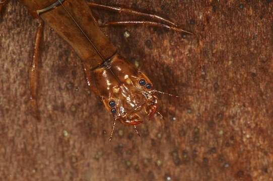 Image of predaceous diving beetles