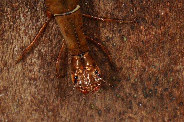 Image of predaceous diving beetles