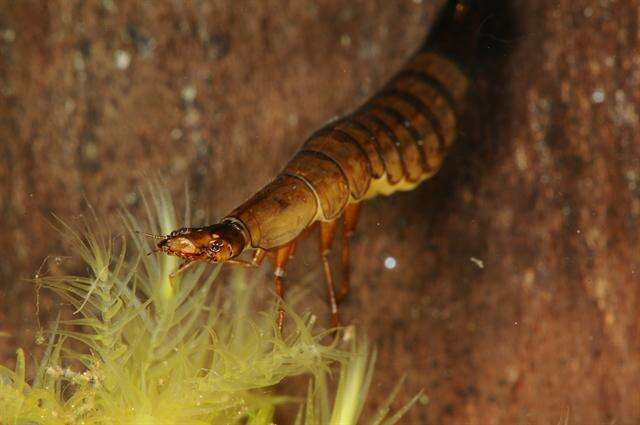 Image of predaceous diving beetles