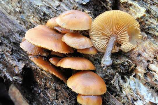 Image of Galerina