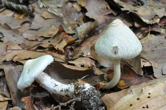 صورة Inocybe sindonia (Fr.) P. Karst. 1879