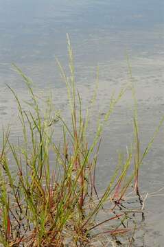 Image of Manna Grass
