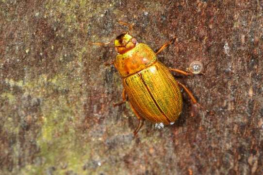 Image of Helochares (Helochares) punctatus (Sharp 1869)