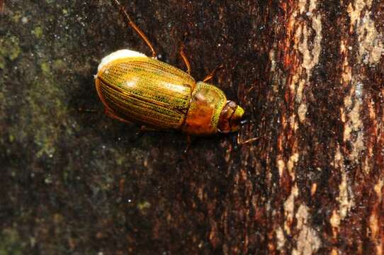 Image of Helochares (Helochares) punctatus (Sharp 1869)