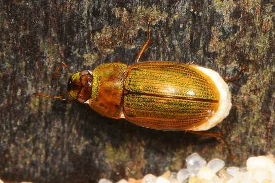 Image of Helochares (Helochares) punctatus (Sharp 1869)