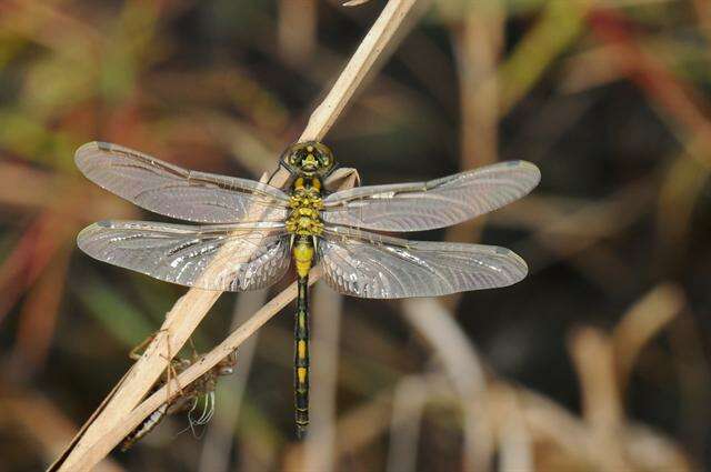 Image of Leucorrhinia Brittinger 1850