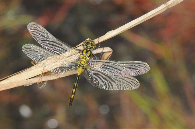 Image of Leucorrhinia Brittinger 1850