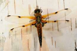 Image of Libellula Linnaeus 1758