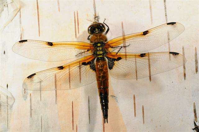 Image of Libellula Linnaeus 1758