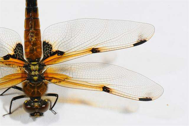 Image of Libellula Linnaeus 1758