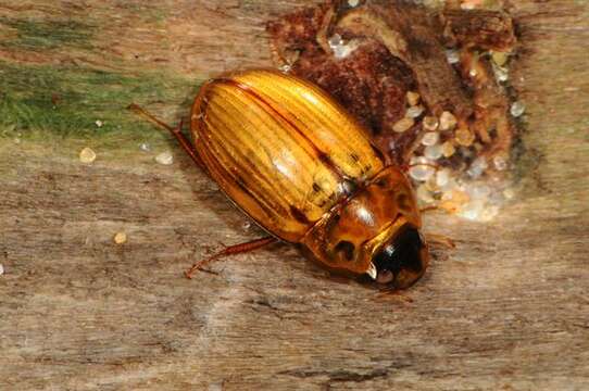 Слика од Enochrus (Lumetus) testaceus (Fabricius 1801)