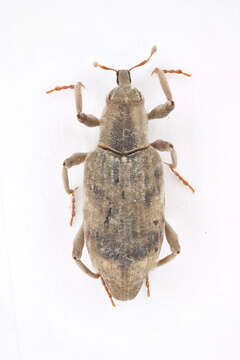 Image of Bagoinae