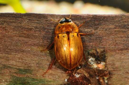 Image of Enochrus (Lumetus) testaceus (Fabricius 1801)