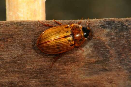 Image of Enochrus (Lumetus) testaceus (Fabricius 1801)