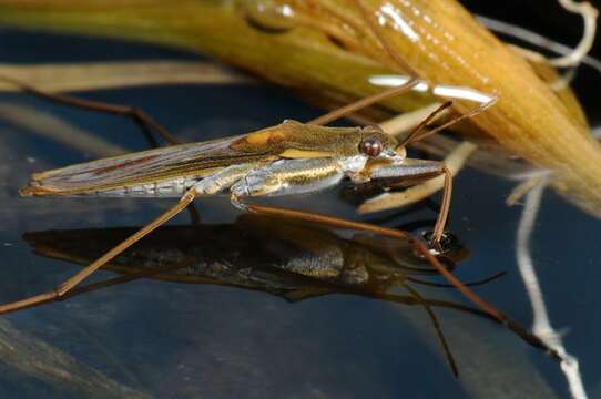 Image of <i>Gerris thoracicus</i>