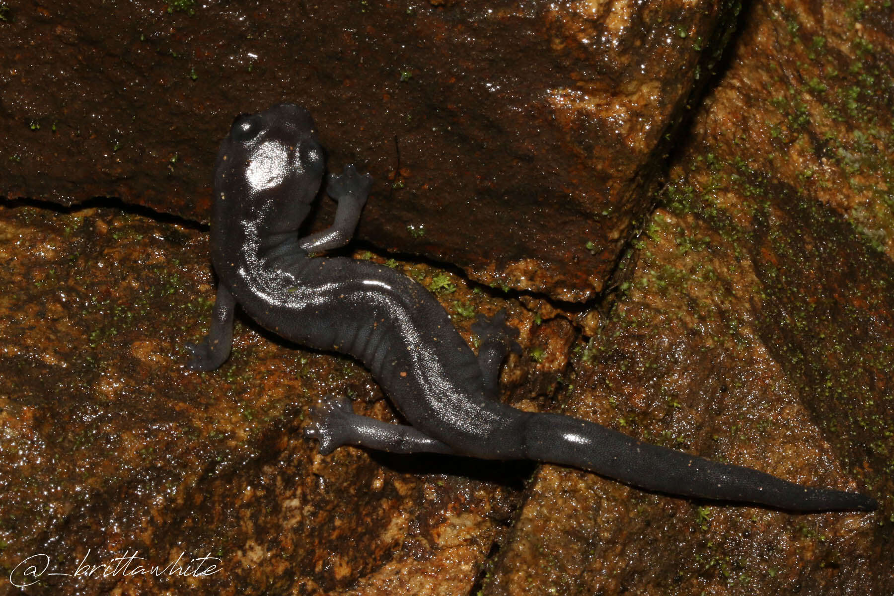 Image of Oaxacan Mushroomtongue Salamander