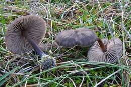 Image of Entoloma clandestinum (Fr.) Noordel. 1980