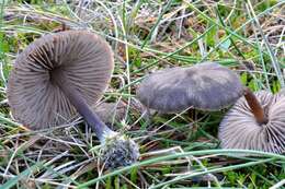 Image of Entoloma clandestinum (Fr.) Noordel. 1980