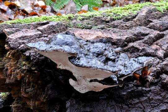 Image of Ganoderma