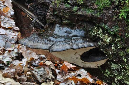 Imagem de Ganoderma