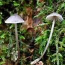 صورة Mycena erubescens Höhn. 1913