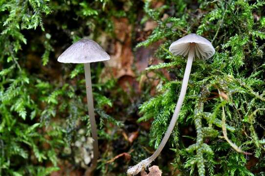 Image of Mycena erubescens Höhn. 1913