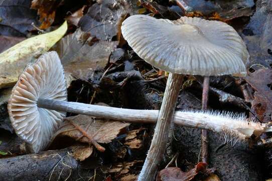 Image of Mycena polygramma (Bull.) Gray 1821