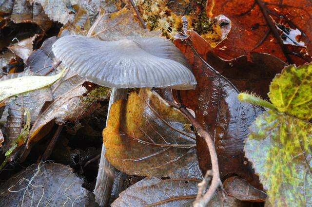 Image of Mycena polygramma (Bull.) Gray 1821