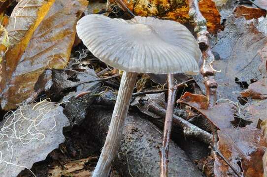 Image of Mycena polygramma (Bull.) Gray 1821