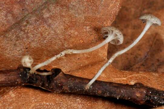 Image of Phloeomana speirea (Fr.) Redhead 2013