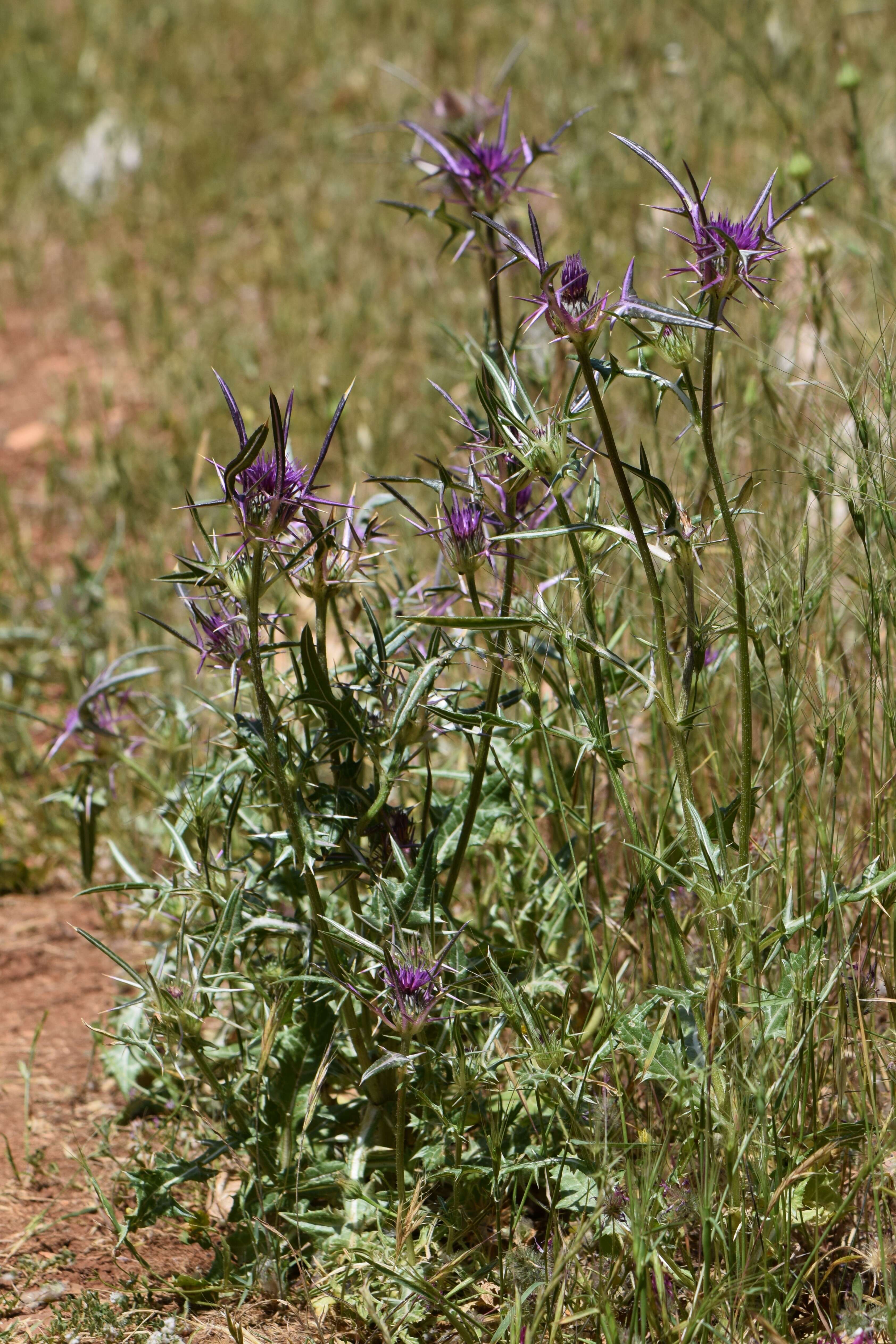 Image of Notobasis syriaca (L.) Cass.