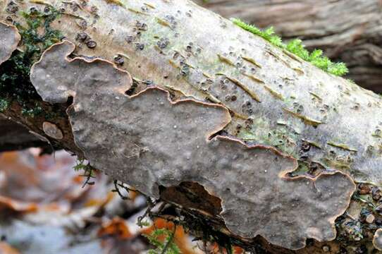 صورة Stereaceae