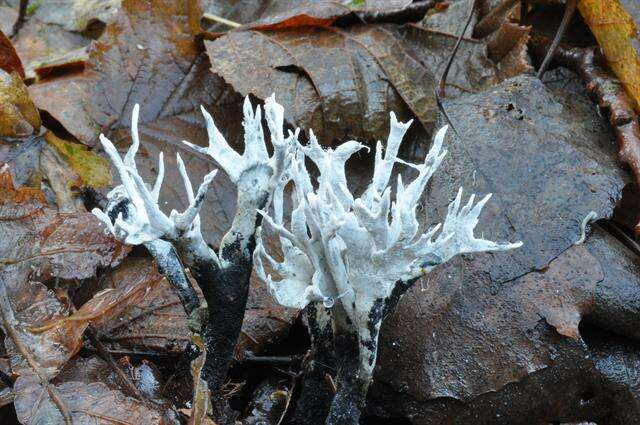 Image of Xylaria