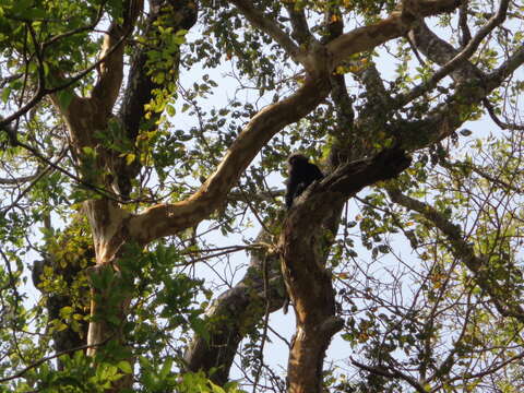 Image of Black Leaf Monkey