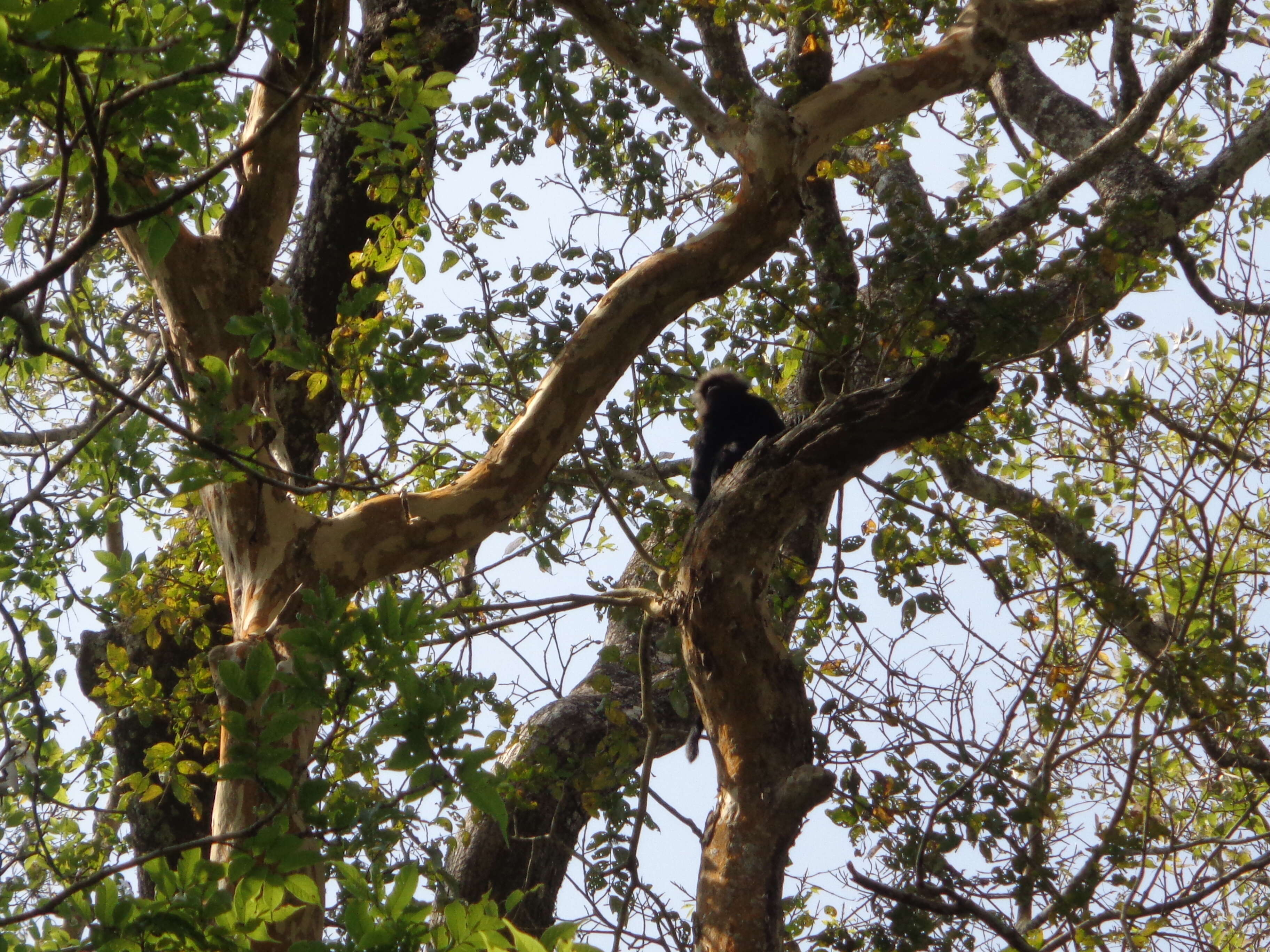 Image of Black Leaf Monkey