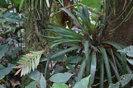 Image of Wallisia pretiosa (Mez) Barfuss & W. Till