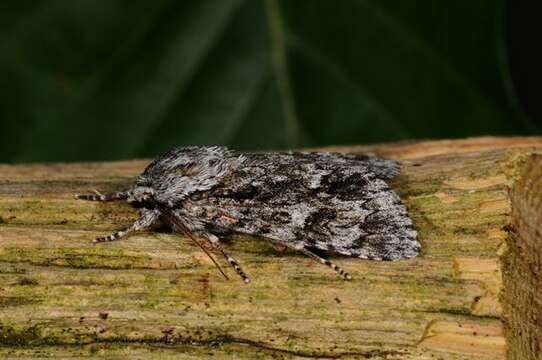 Image of Dagger Moths