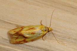 Image of Agapeta