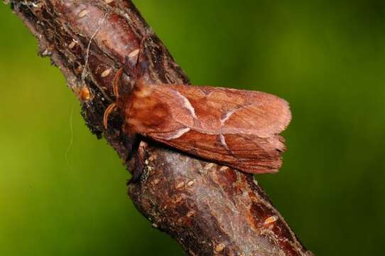 Image of <i>Triodia sylvina</i>